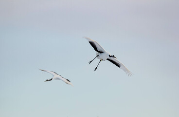 飛翔するタンチョウ『北海道・鶴居村』