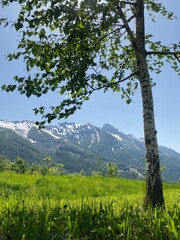 mountian landscape with birch  tree
