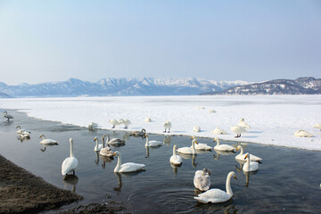 白鳥のいる雪化粧した屈斜路湖（冬の北海道）