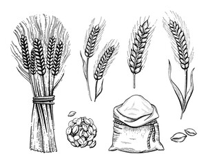 Wheat sheaf, flour bag, wheat ears. Grain vector illustration. Hand draw bunch. Ear bundle sketch. Cereal bread sketched concept. Black line art drawing, ear crop isolated on white background.