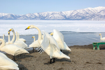 白鳥のいる雪化粧した屈斜路湖（冬の北海道）