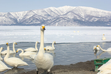 白鳥のいる雪化粧した屈斜路湖（冬の北海道）