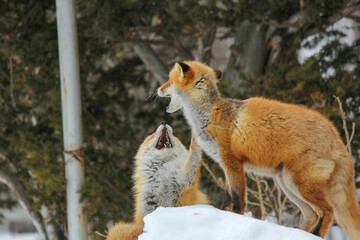 じゃれ合うキタキツネ『北海道・北見市』