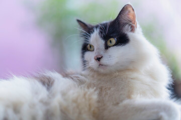 Young white and black cat is lying and relaxing.