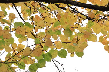 Bright Autumnal Golden Yellow and Green Yellowwood Leaves Close Up