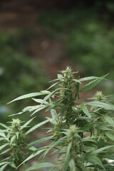 cannabis bouquet selective focus blurred background