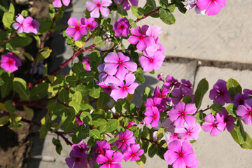 Catharanthus roseus, commonly known as bright eyes, Cape periwinkle, Madagascar periwinkle, old maid, pink periwinkle, rose periwinkle, is a species of flowering plant in the family Apocynaceae.