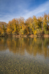 Autumn landscape view of golden trees on the bank of a river, with reflection in the water, sunny day, vertical
