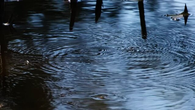 Water striders or skippers or scooters running and jumping on the beautiful blue water surface. Common pond skaters or skimmers above the lake in breeding season. Wetland insects or bugs in a pond. 4K