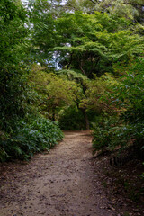 林の中の道