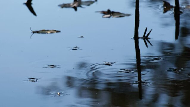 Water striders or skippers or scooters running and jumping on the beautiful blue water surface. Common pond skaters or skimmers above the lake in breeding season. Wetland insects or bugs in a pond. 4K