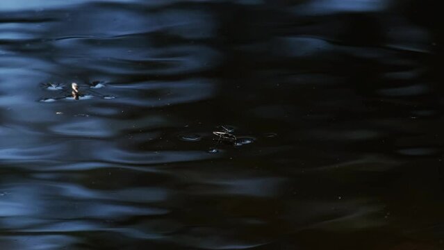 Water striders or skippers or scooters running and jumping on the beautiful blue water surface. Common pond skaters or skimmers above the lake in breeding season. Wetland insects or bugs in a pond. 4K