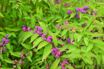 the beginning of fall