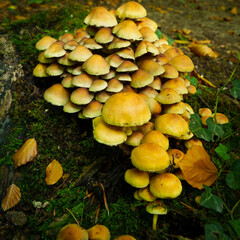 Toadstools in Dover Woods