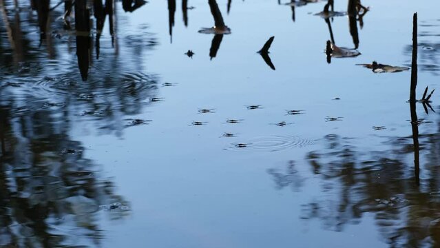 Water striders or skippers or scooters running and jumping on the beautiful blue water surface. Common pond skaters or skimmers above the lake in breeding season. Wetland insects or bugs in a pond. 4K