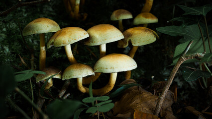 Toadstools in Dover Woods