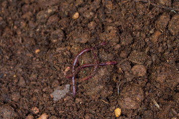 Earthworm moving on the fertile soil. Dendrobaena is a burrowing annelid worm that lives in the...