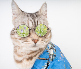 Handsome cat wear sunglasses and blue shirt sit on white floor ready for vacation summer holiday with custard flower field