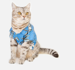 Handsome cat wear  blue shirt sit on white floor ready for vacation summer holiday