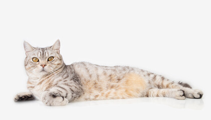 Cute cat lay down  on white  floor thinking and looking forword with beautiful yellow eyes,copy space for text