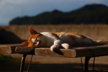 机の上で休む猫