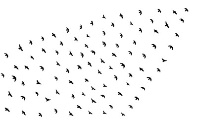 Flock of flying birds on white background. Black silhouette with flight birds. Group animal.