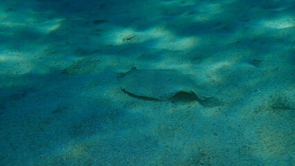 Wide-eyed flounder (Bothus podas) undersea, Aegean Sea, Greece, Halkidiki