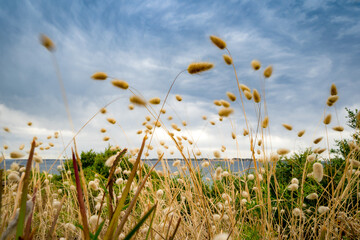 Low angle view of dried wildflowers blowing in the wind against dark sky