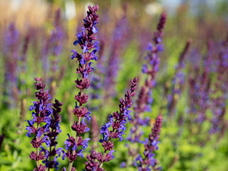 Obraz premium Close-up of a Salvia Nemorosa plant with purple flowers in a meadow.