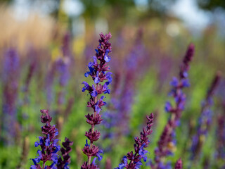 Close-up of a Salvia Nemorosa plant with purple flowers in a meadow.