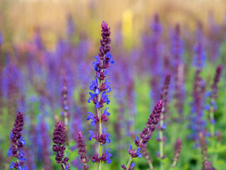Obraz premium Close-up of a Salvia Nemorosa plant with purple flowers in a meadow.