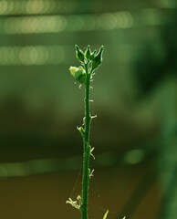 ladyfinger plant and ladyfinger growing in vertical