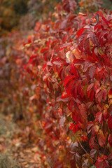 red leaves in autumn park
