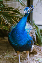 Fototapeta premium 姫路セントラルパーク くじゃく