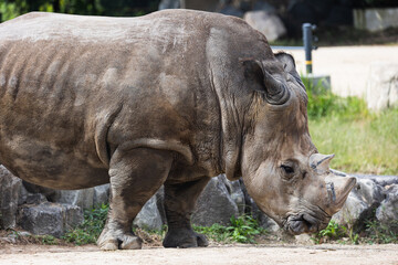 Naklejka premium 姫路セントラルパーク ミナミシロサイ