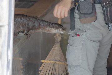 姫路セントラルパーク　コツメカワウソ