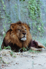 姫路セントラルパーク　ライオン