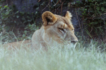 姫路セントラルパーク　ライオン