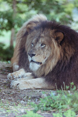 姫路セントラルパーク　ライオン