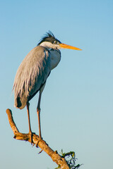 garza en la rama