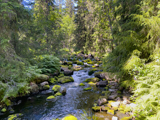 Bach Njupån im Fulufjället Nationalpark, Dalarna, Schweden