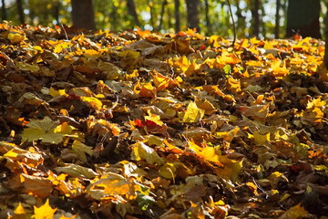 Sunny day in the autumn city park.