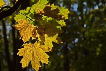 Maple leaves in autumn colors before leaf fall.