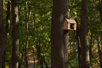 Squirrel in the autumn city park.