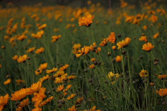 Jardim De Flores Amarelas