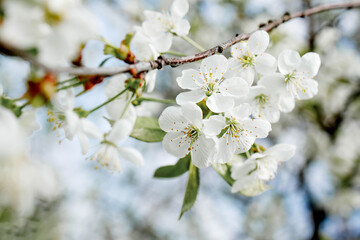 White blossom on the tree blooming in the early spring, backgroung blured. High quality photo