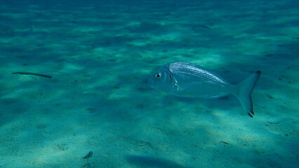 Gilthead seabream or gilt-head bream, gilthead (Sparus aurata) undersea, Aegean Sea, Greece, Halkidiki