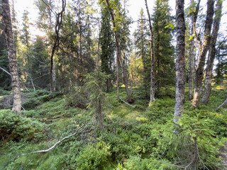 Fototapeta premium Fulufjället Nationalpark in Schweden