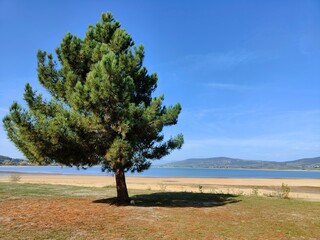 tree on a hill