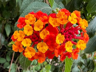 Close up of lantana camara flower with small petals  in shade of orange growing exotic plant and succulent bed in Moroccan garden in Summer flat lay view green leaves in background